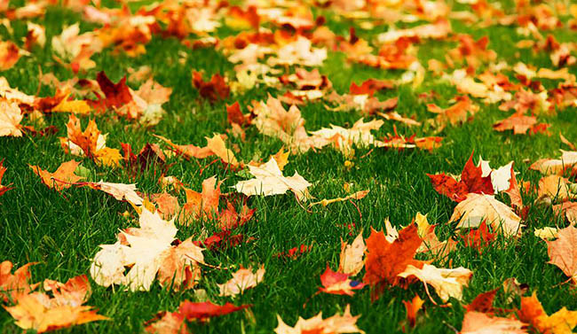 Make Your Lawn Beautiful in Fall